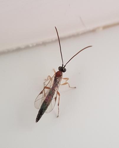 Réf. 224 472 : Clistopyga incitator